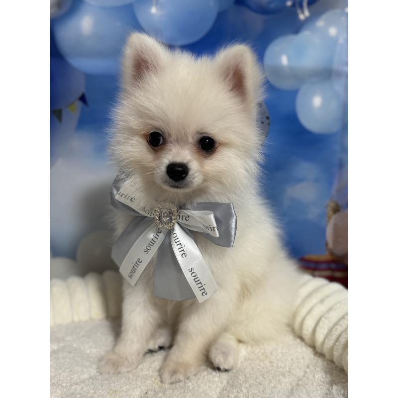 成約済の埼玉県のポメラニアン-404115の3枚目