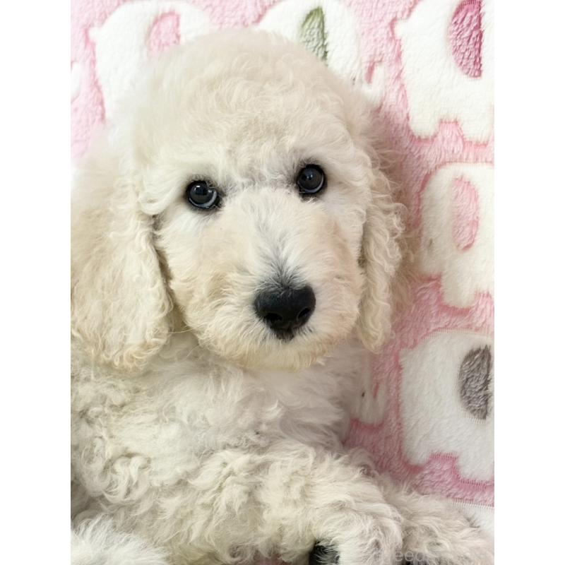 成約済の山口県のスタンダードプードル-417997の2枚目