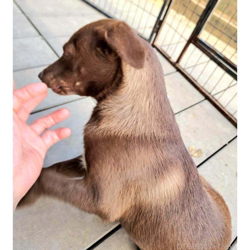 販売中の千葉県のミックス犬-419176の11枚目