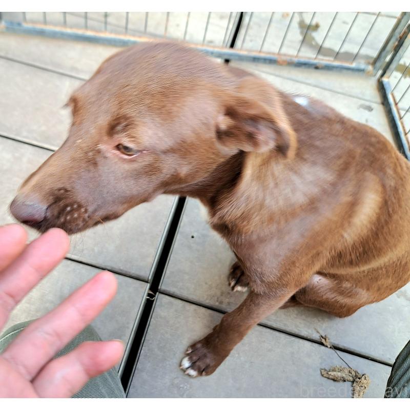 販売中の千葉県のミックス犬-419176の10枚目