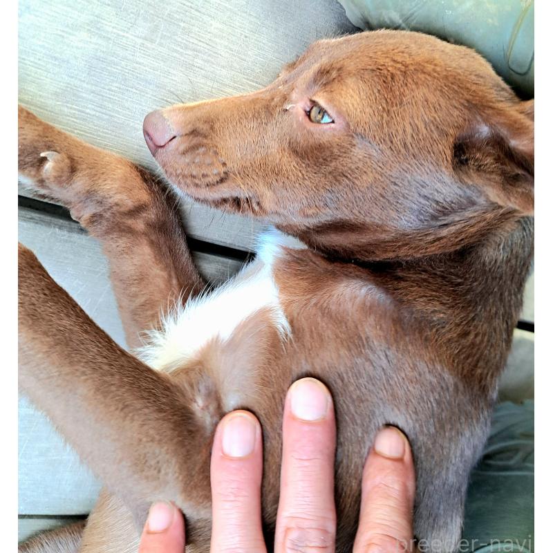 販売中の千葉県のミックス犬-419176の8枚目