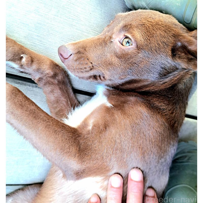 販売中の千葉県のミックス犬-419176の1枚目
