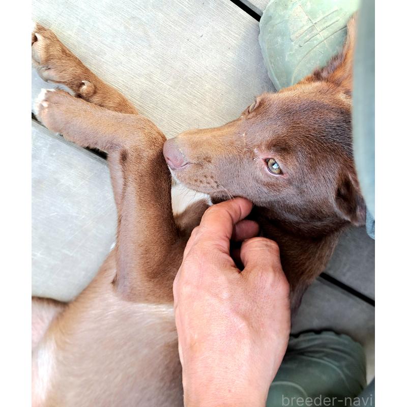 販売中の千葉県のミックス犬-419176の6枚目