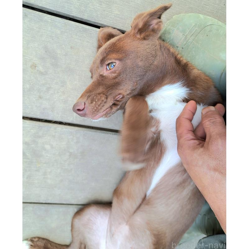販売中の千葉県のミックス犬-419176の4枚目