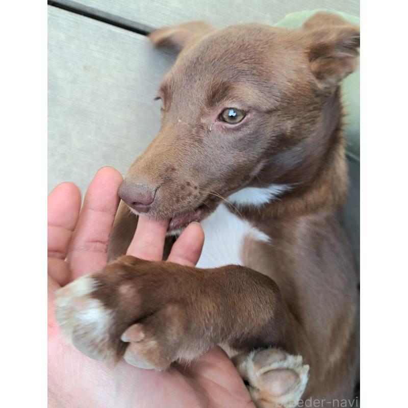 販売中の千葉県のミックス犬-419176の3枚目