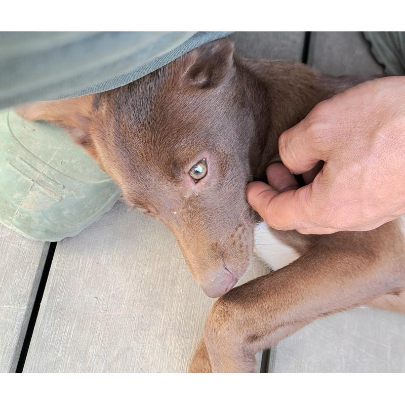 販売中の千葉県のミックス犬-419176の2枚目