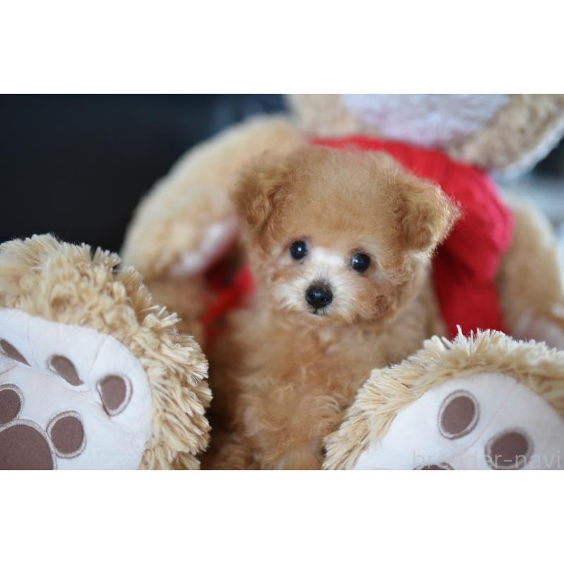 販売中の茨城県のティーカッププードル-413043の6枚目