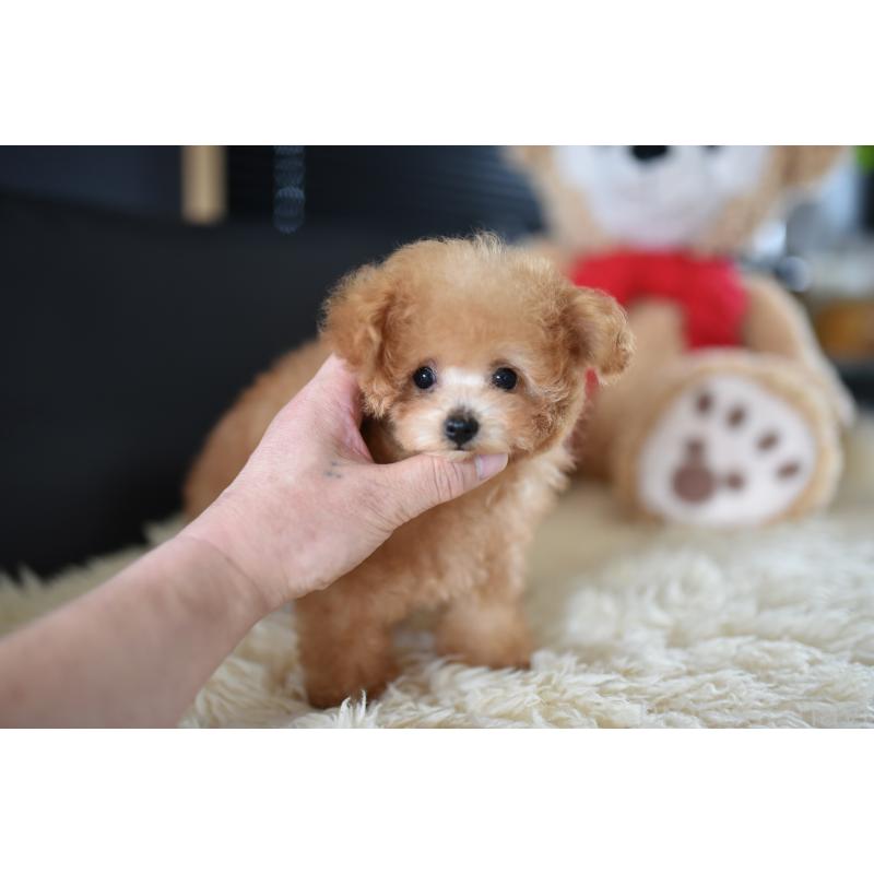 販売中の茨城県のティーカッププードル-413043の5枚目