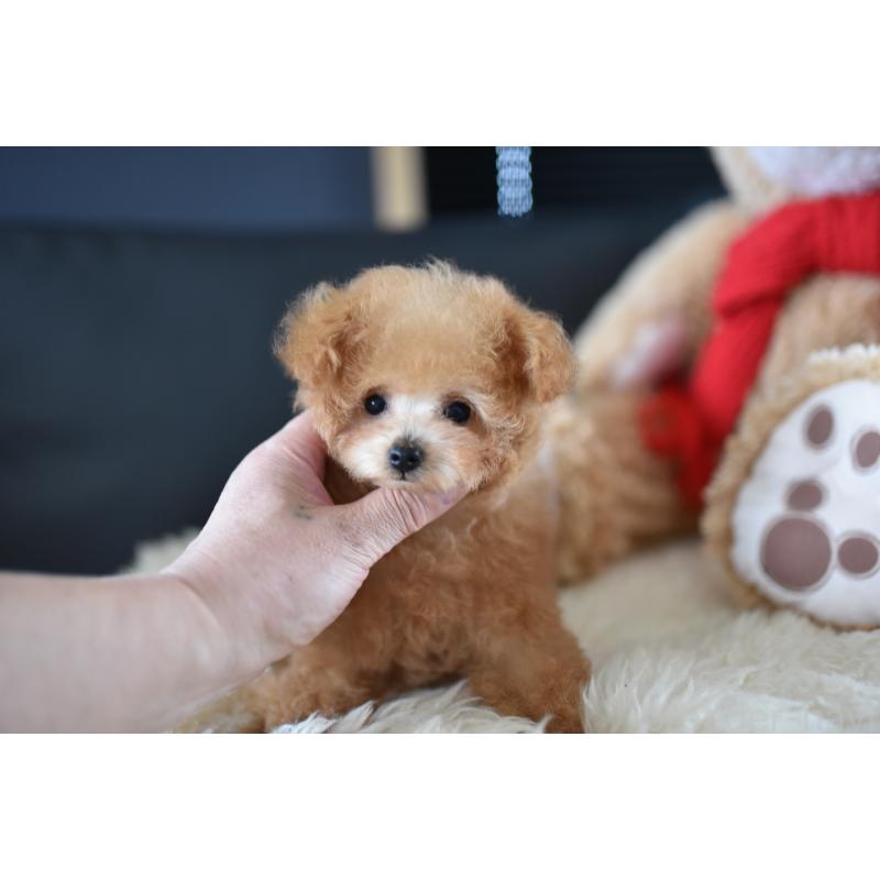 販売中の茨城県のティーカッププードル-413043の4枚目