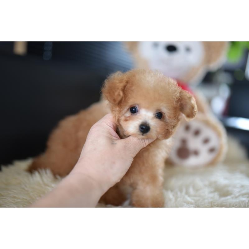 販売中の茨城県のティーカッププードル-413043の3枚目