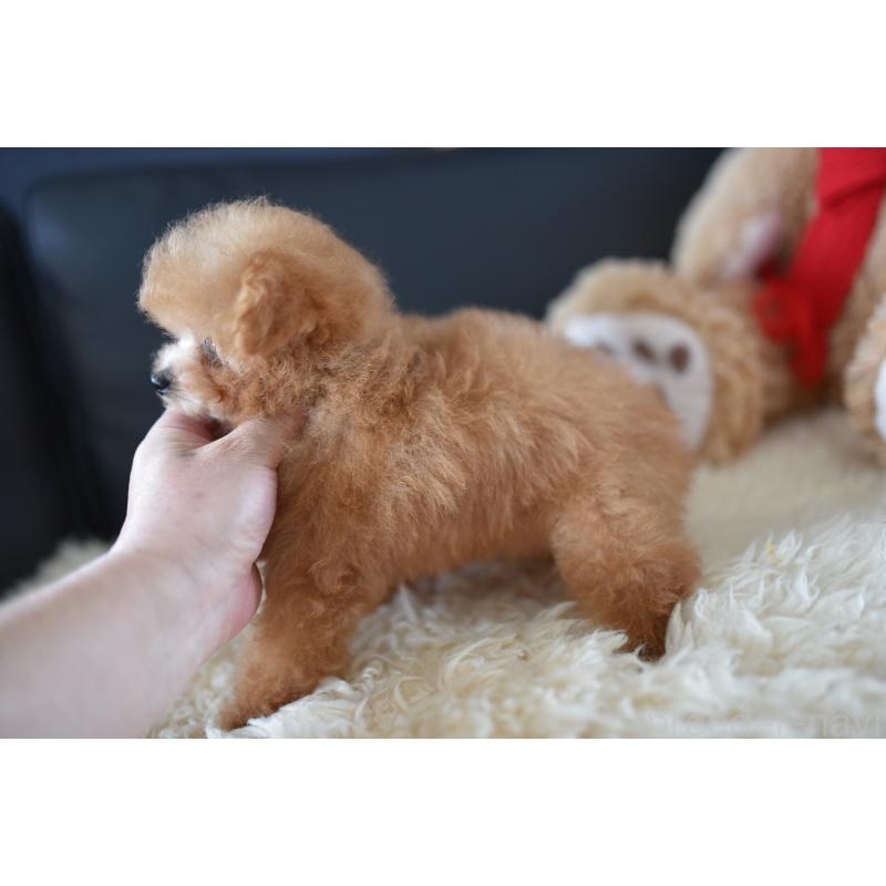 販売中の茨城県のティーカッププードル-413043の2枚目