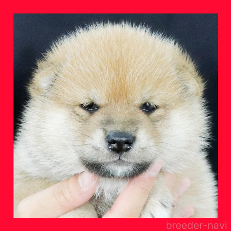 販売中の愛知県の柴犬-417267