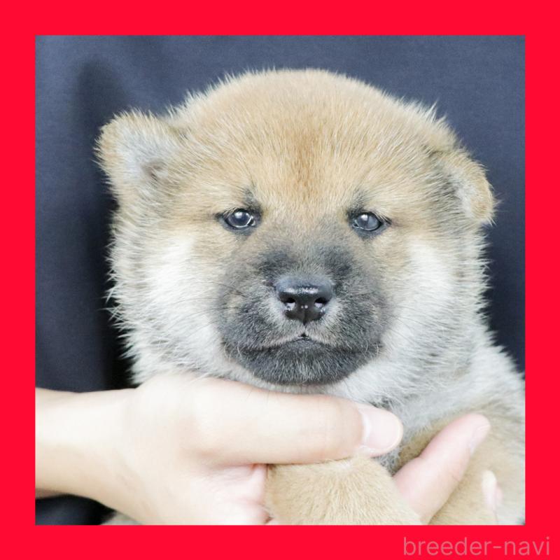 販売中の愛知県の柴犬-417270