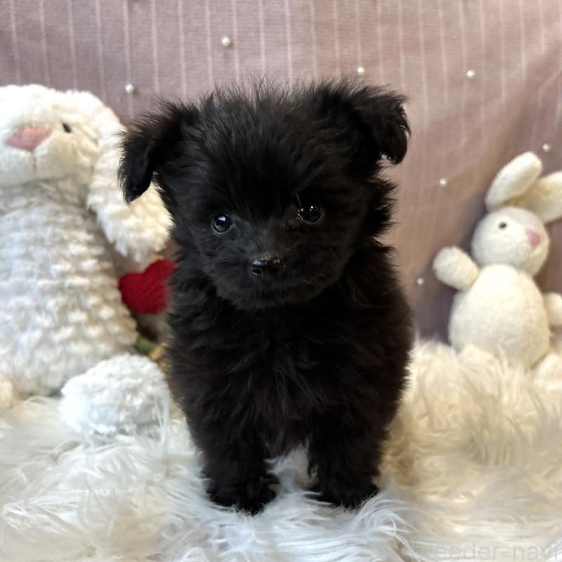 成約済の栃木県のポメプー:ポメラニアン×トイプードル-418765の11枚目