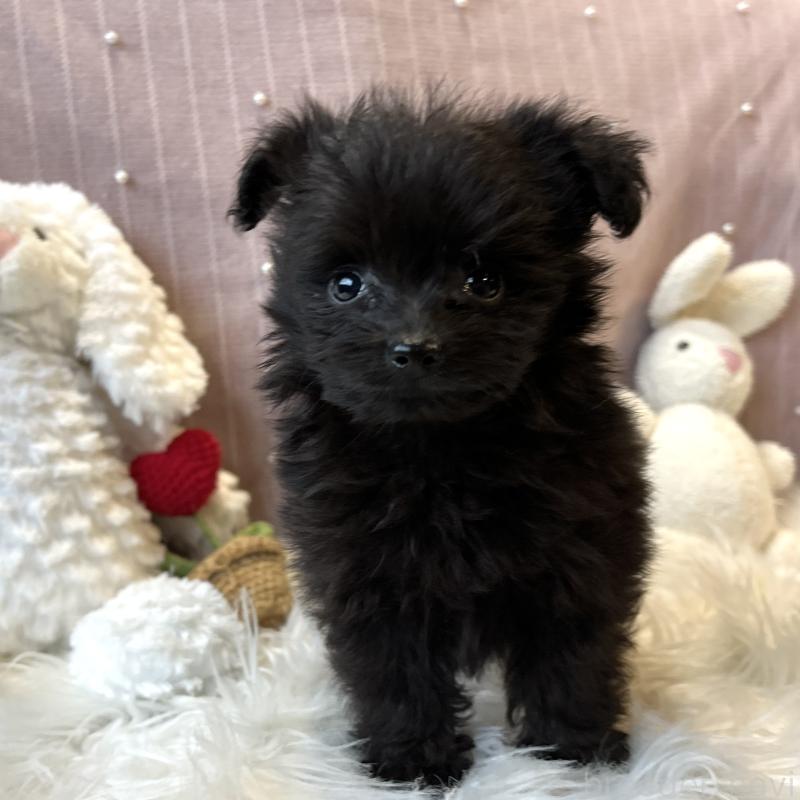 成約済の栃木県のポメプー:ポメラニアン×トイプードル-418765の10枚目