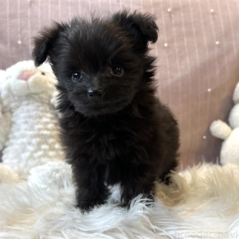 成約済の栃木県のポメプー:ポメラニアン×トイプードル-418765の9枚目