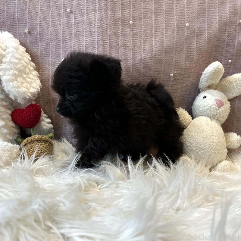 成約済の栃木県のポメプー:ポメラニアン×トイプードル-418765の8枚目