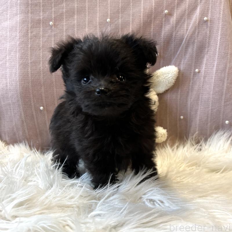 成約済の栃木県のポメプー:ポメラニアン×トイプードル-418765の7枚目