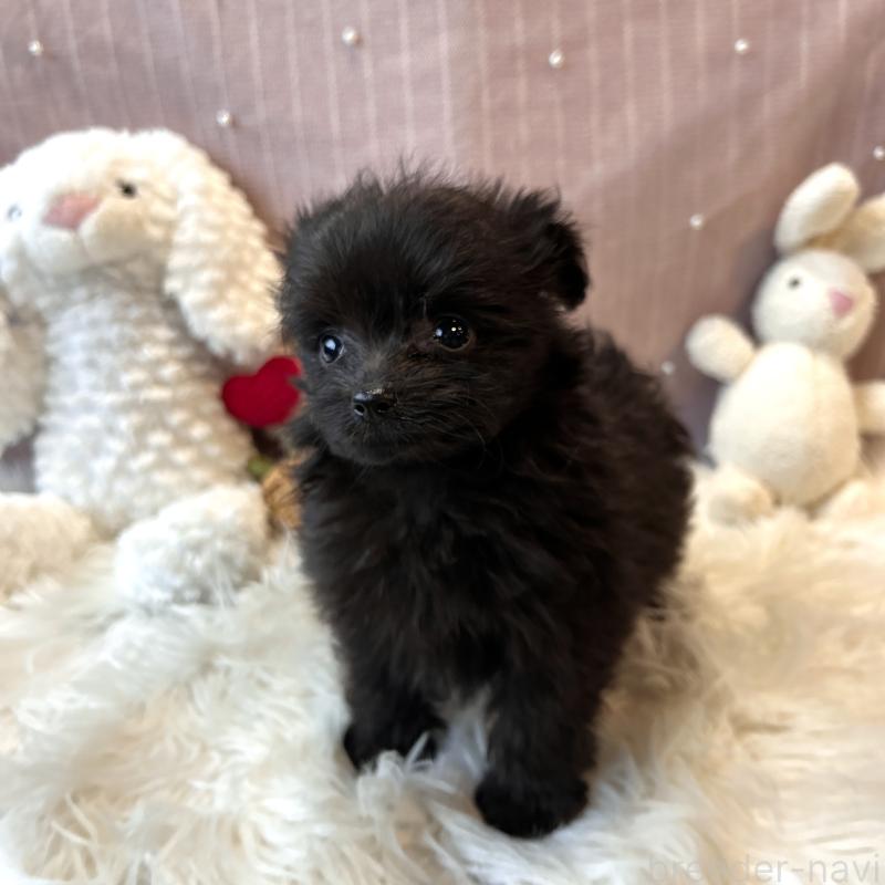 成約済の栃木県のポメプー:ポメラニアン×トイプードル-418765の4枚目