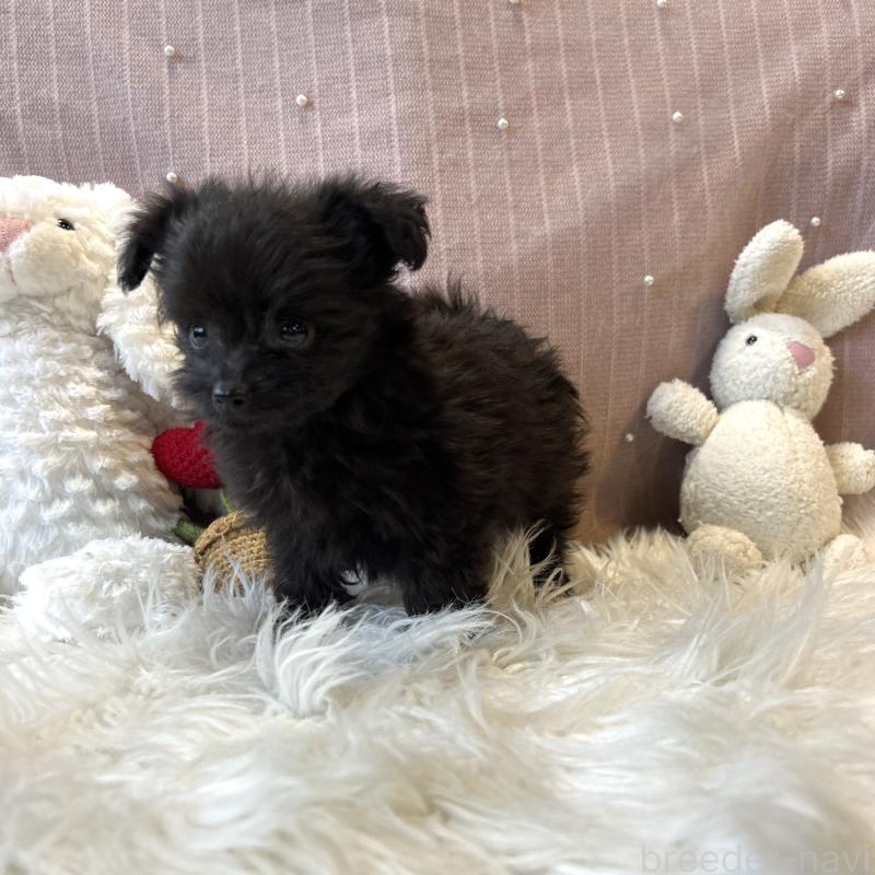 成約済の栃木県のポメプー:ポメラニアン×トイプードル-418765の3枚目