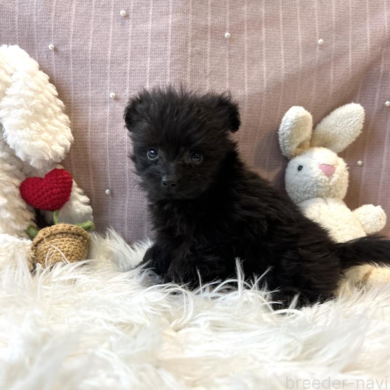 成約済の栃木県のポメプー:ポメラニアン×トイプードル-418765の2枚目