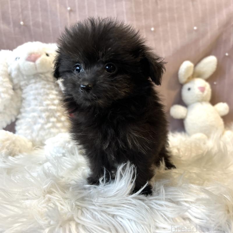 販売中の栃木県のポメプー:ポメラニアン×トイプードル-418766の23枚目