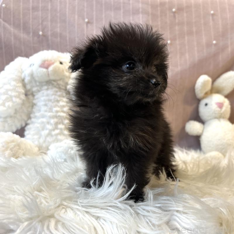 販売中の栃木県のポメプー:ポメラニアン×トイプードル-418766の22枚目