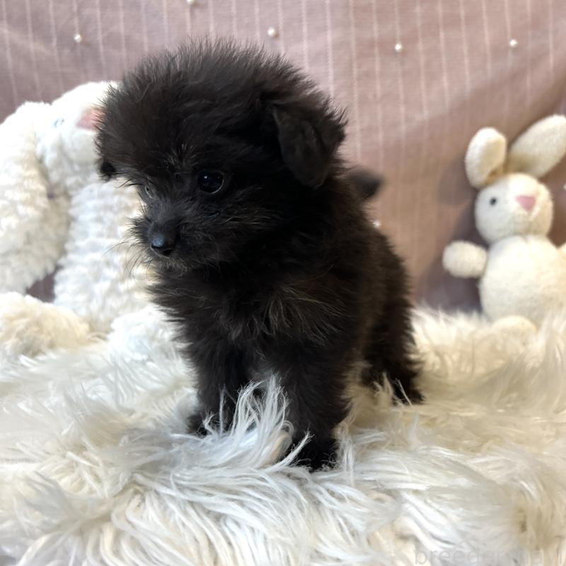 販売中の栃木県のポメプー:ポメラニアン×トイプードル-418766の21枚目