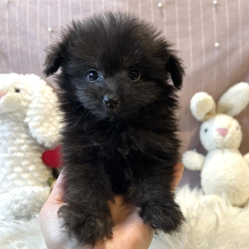 販売中の栃木県のポメプー:ポメラニアン×トイプードル-418766の20枚目