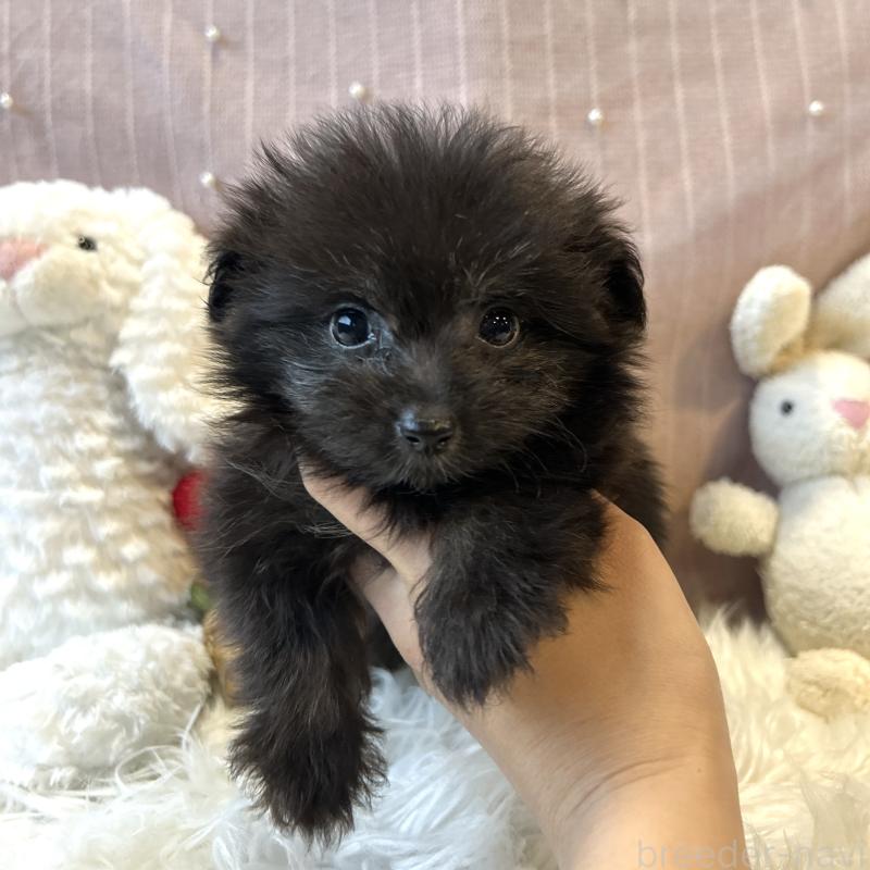 販売中の栃木県のポメプー:ポメラニアン×トイプードル-418766の19枚目