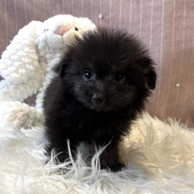 販売中の栃木県のポメプー:ポメラニアン×トイプードル-418766の18枚目