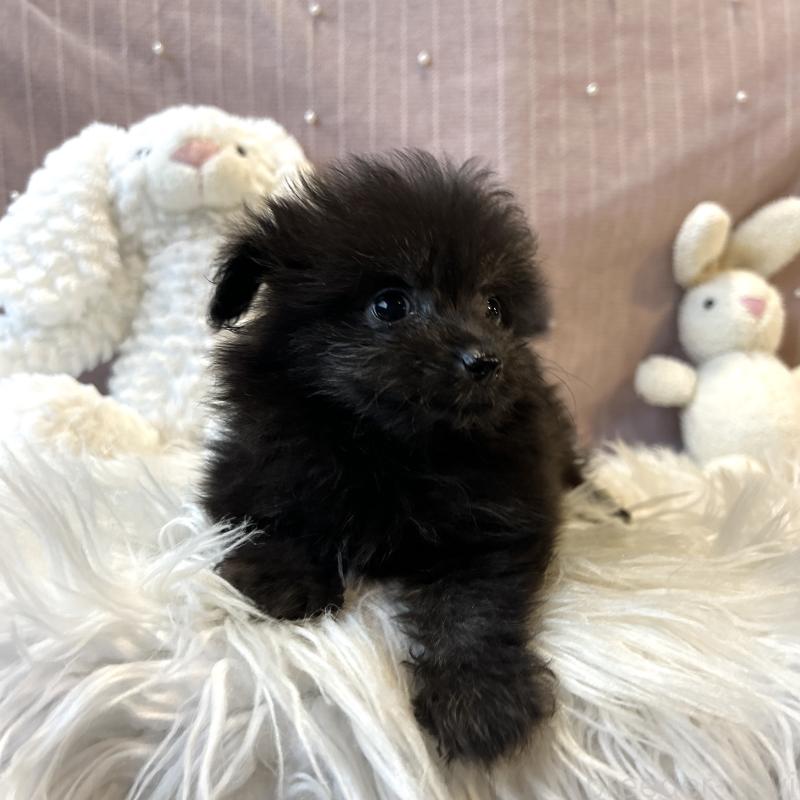 販売中の栃木県のポメプー:ポメラニアン×トイプードル-418766の17枚目