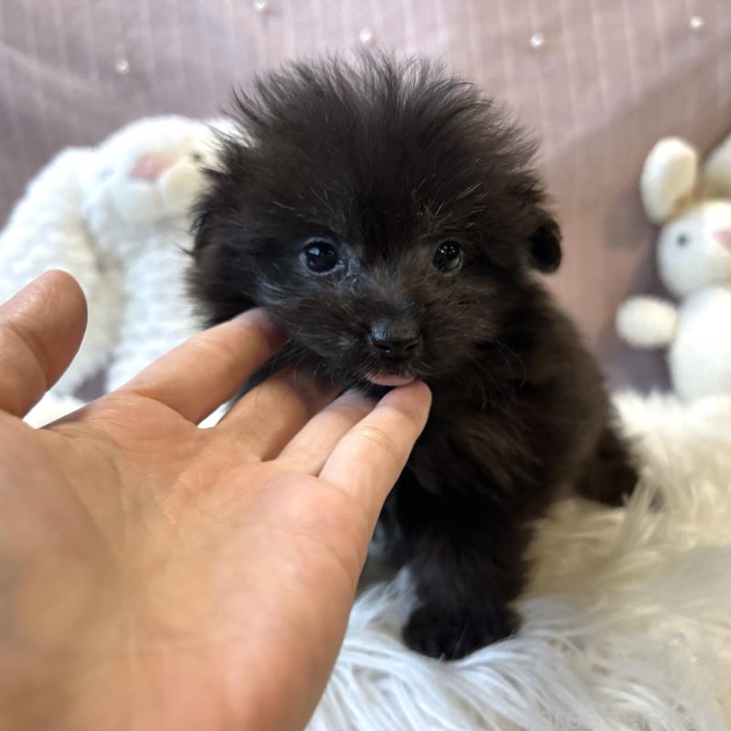 販売中の栃木県のポメプー:ポメラニアン×トイプードル-418766の16枚目