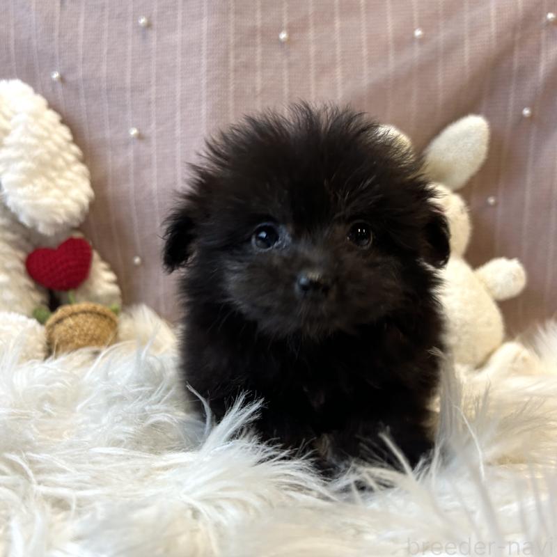 販売中の栃木県のポメプー:ポメラニアン×トイプードル-418766の15枚目