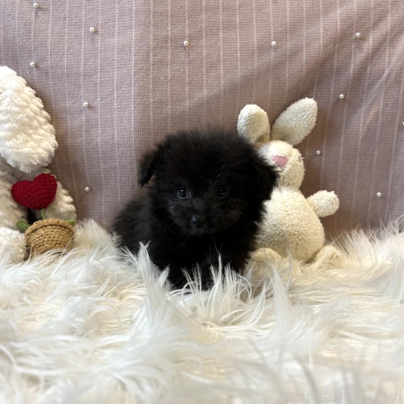 販売中の栃木県のポメプー:ポメラニアン×トイプードル-418766の14枚目