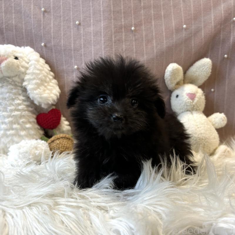 販売中の栃木県のポメプー:ポメラニアン×トイプードル-418766の13枚目