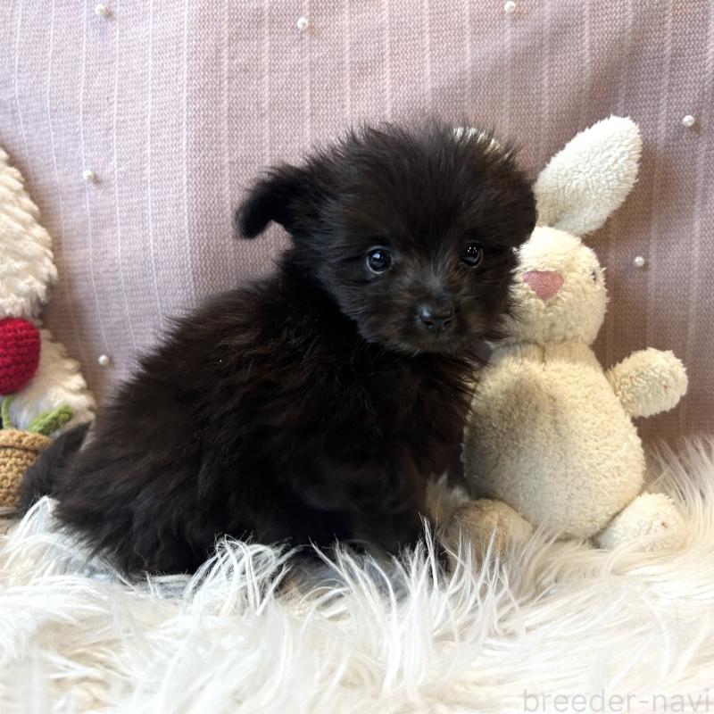 成約済の栃木県のポメプー:ポメラニアン×トイプードル-418764の5枚目