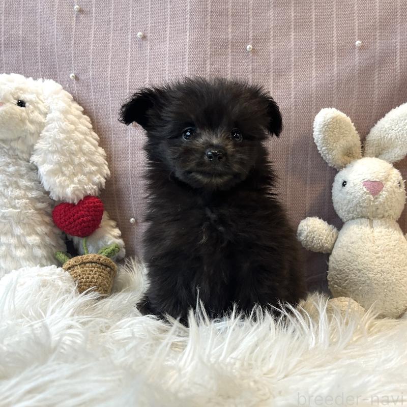 成約済の栃木県のポメプー:ポメラニアン×トイプードル-418764の4枚目