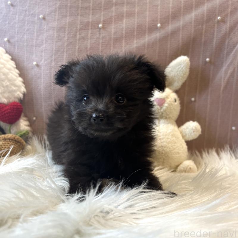 成約済の栃木県のポメプー:ポメラニアン×トイプードル-418764の3枚目