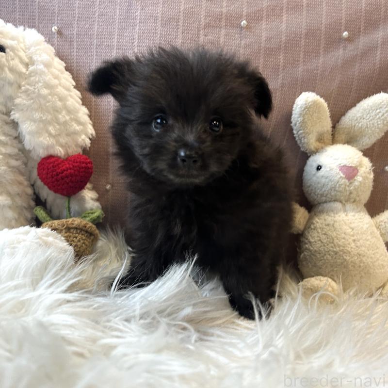成約済の栃木県のポメプー:ポメラニアン×トイプードル-418764の2枚目