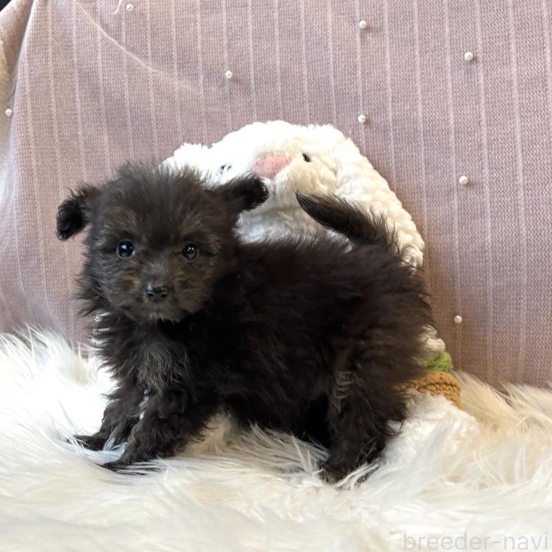 販売中の栃木県のポメプー:ポメラニアン×トイプードル-418762の14枚目