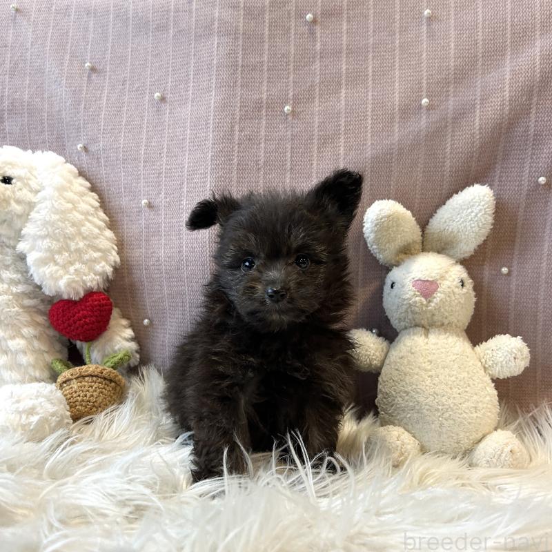 販売中の栃木県のポメプー:ポメラニアン×トイプードル-418762の13枚目
