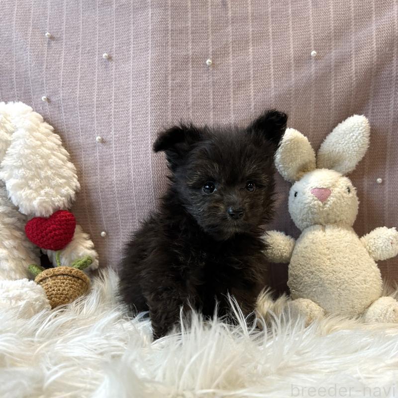 販売中の栃木県のポメプー:ポメラニアン×トイプードル-418762の12枚目