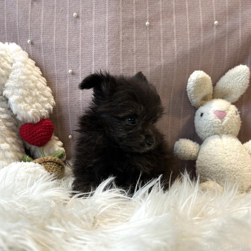 販売中の栃木県のポメプー:ポメラニアン×トイプードル-418762の11枚目