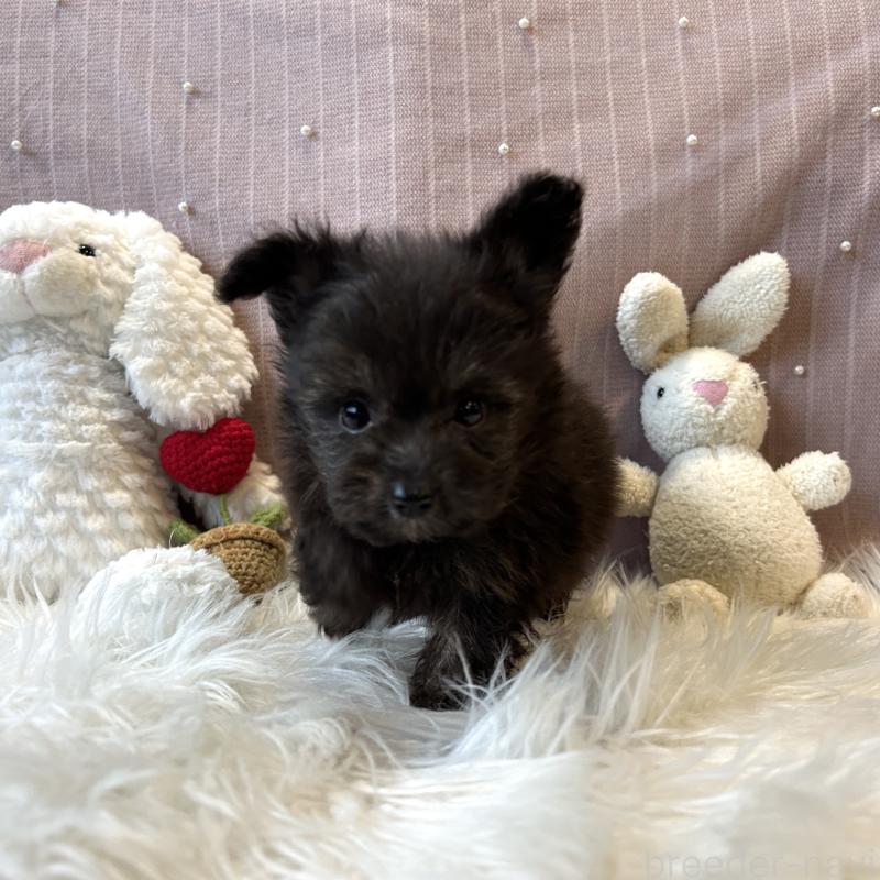 販売中の栃木県のポメプー:ポメラニアン×トイプードル-418762の10枚目