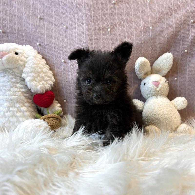 販売中の栃木県のポメプー:ポメラニアン×トイプードル-418762の9枚目