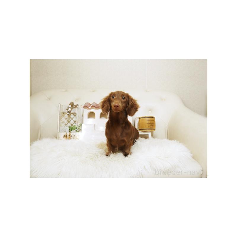 商談中の佐賀県のカニンヘンダックスフンド(ロングヘアード)-368549の5枚目