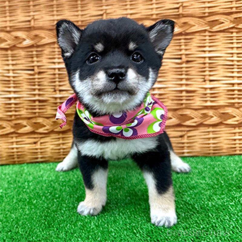 成約済の神奈川県の豆柴-419215の4枚目