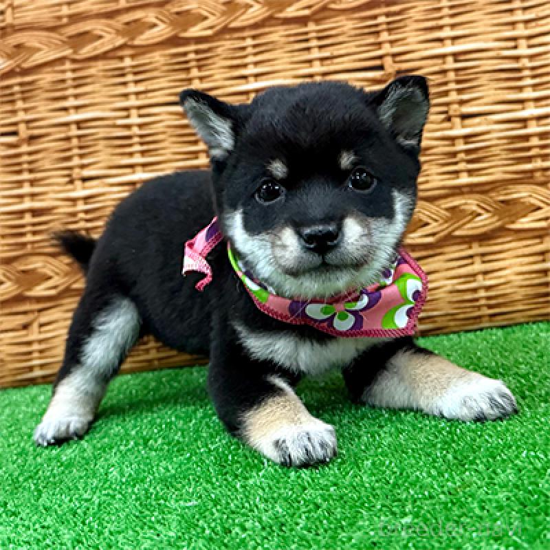 成約済の神奈川県の豆柴-419215の1枚目