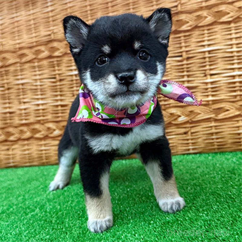 成約済の神奈川県の豆柴-419215の2枚目